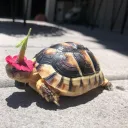 TORTOISE CULT
