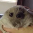 traumatiscape