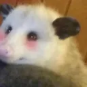 ᴛʜᴇ ᴘᴏssᴜᴍ ᴅᴜᴍᴘsᴛᴇʀ
