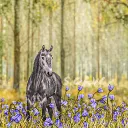 📸 Photographes de Jorvik ↬ ssᴏ