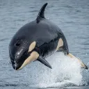 The Orca Pod
