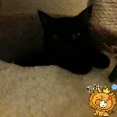 No Jade