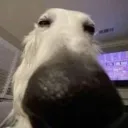 Lulu's horrible server's icon