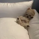 さーばー。