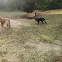 Junkyard Dogs