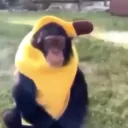 Monkey Tribe