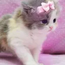 Kitten Community's icon