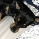 Bently’s Emotes