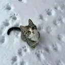 Meow