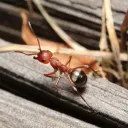 Canadian Bug Keepers