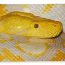 Serpent's Lair
