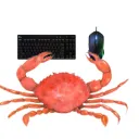 CRUSTACEOS GANGA