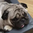 Dex