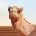 Arab Man Reacts