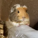 もるはむ卓