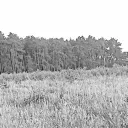 Musical Meadows
