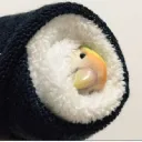 𝔹𝕚𝕣𝕕𝔹𝕠𝕩 𝕊𝕥𝕦𝕕𝕚𝕠𝕤