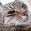 ɢᴀᴍᴇʀɪɴᴏ