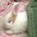 Bunny sanctuary 🌸🐇