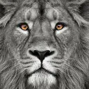 Lionheart brigade