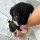 /oreo ⟡ emotes · pfps · hangou... Discord Server Icon