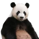 ピエトロ