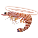 Holy Shrimp