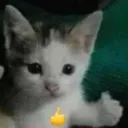miau paradise៹