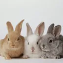 Bunny Lounge's icon
