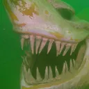 🦈escualos papus cueva para planes malevolos