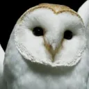 Minerva