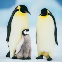 Raging Penguins's icon