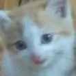 ねこハウス