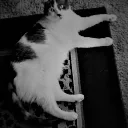 Howell Family Discord Discord server icon