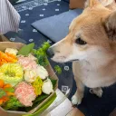 いぬじまん罪