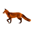 Foxtailedx