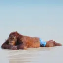 Orangutangu