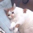 S2 애보와 귀요미들 S2