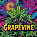 The Grapevine    Discord Server Icon