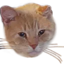 Srgt.Meow Chaos Dome