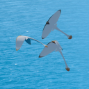 𓆩 Carnival Sky Kids 𓆪 Discord server icon