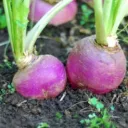 The Turnip Patch