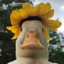 Duck bois and girls Discord Server Icon