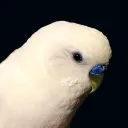 GEORGE