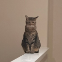 The Community Discord server icon