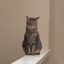 The Community Discord Server Icon