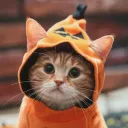 Gato