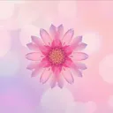 🌸Plural Safe Space🌸