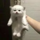 Fart