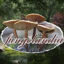 Fungolandia Discord Server Icon
